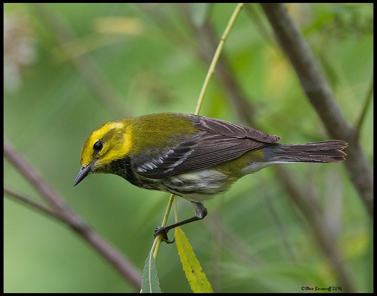 _6SB1590 black-throated green warbler.jpg
